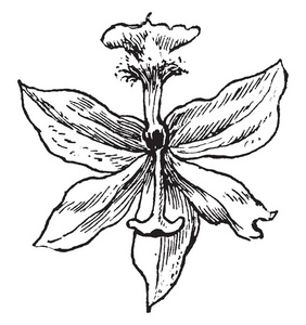 濒危的物种图片-濒危的物种素材-濒危的物种插画-摄图新视界