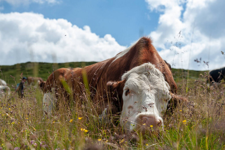 瑞士红白牛, 在意大利阿尔卑斯山放牧