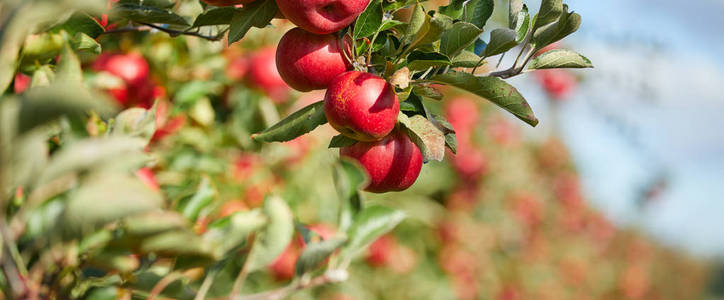 新鲜的红苹果，一棵树上