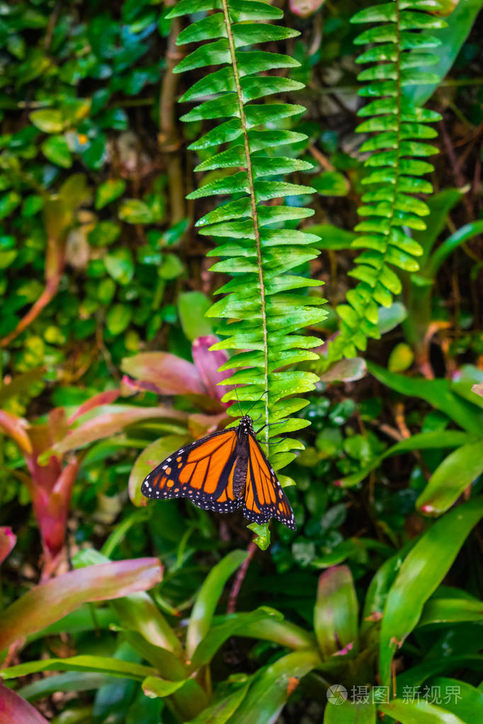 帝王蝴蝶 (danaus plexippus) 在绿叶上休息, 丛林背景