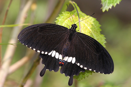 一只黑色的蝴蝶