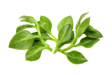 国王的苦涩药草也称为穿心莲照片