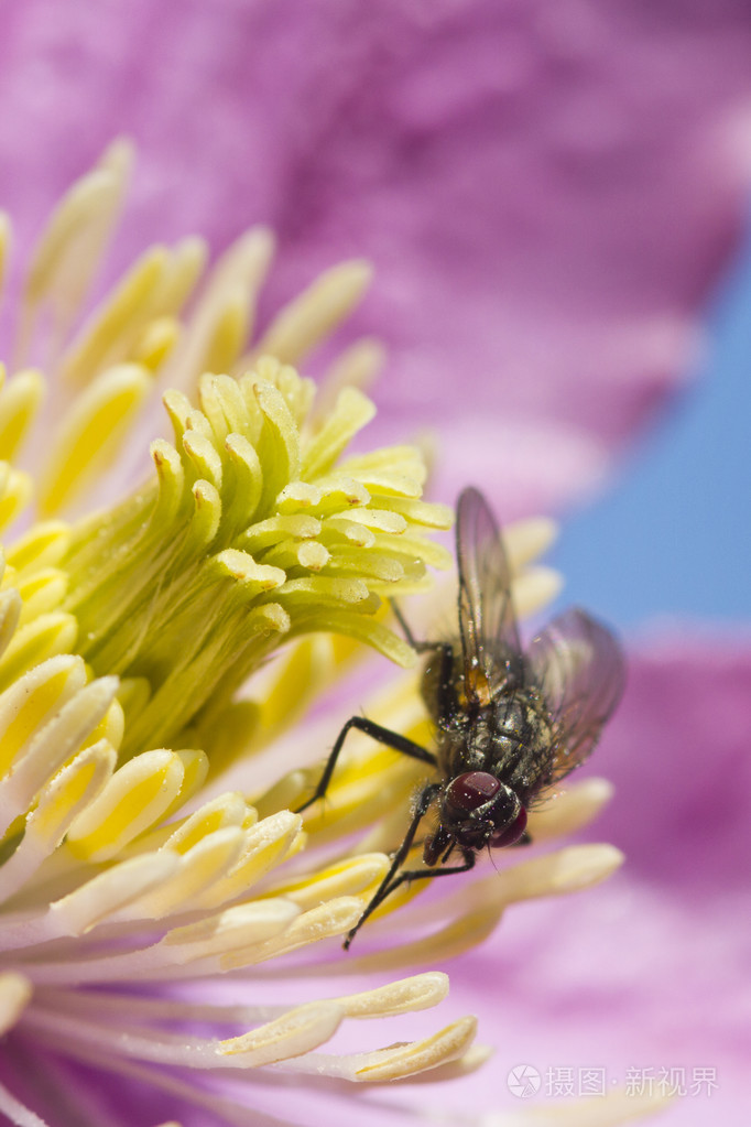 铁线莲与一只苍蝇