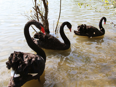 三个大的黑天鹅在池塘里的羽毛丰满
