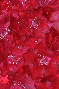 红杜鹃花瓣