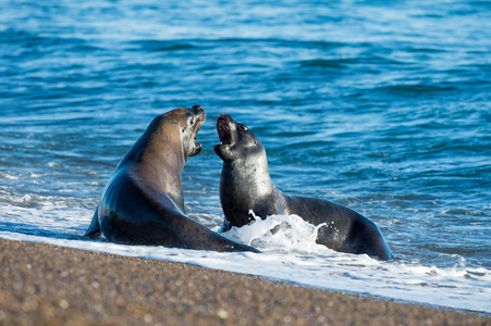 胡德河梨果园在阴天的时候与雪覆盖亚当斯山在俄勒冈州的春天海豚和