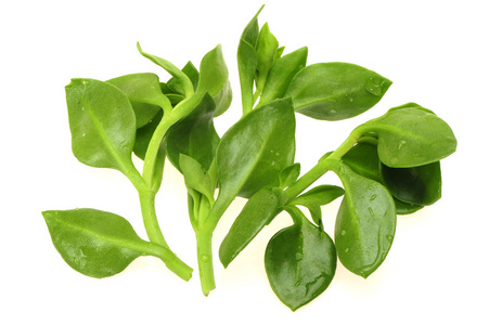 国王的苦涩药草也称为穿心莲照片