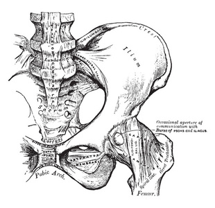 这个插图代表骨盆, 复古线条画或雕刻插图