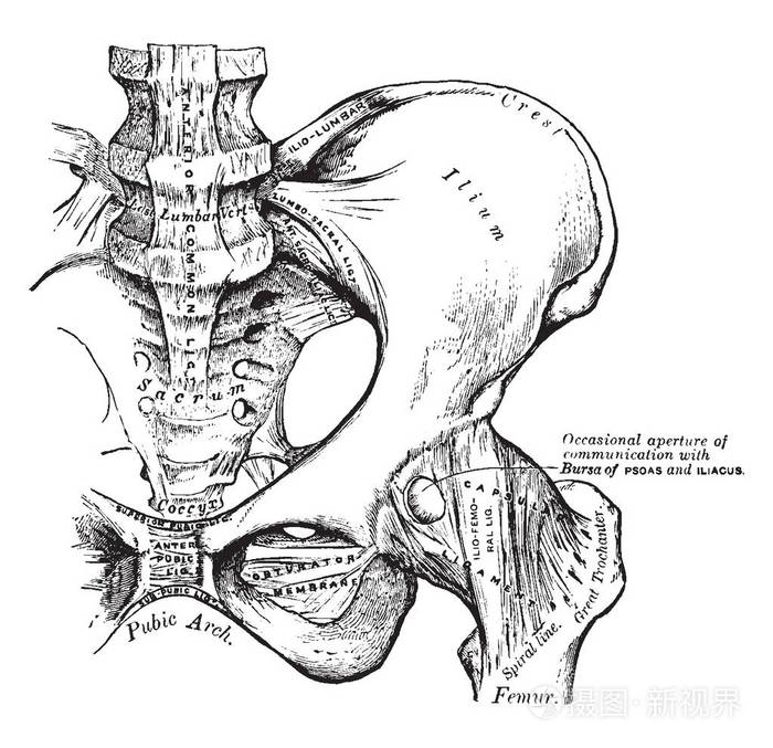 髋骨手绘解剖图图片