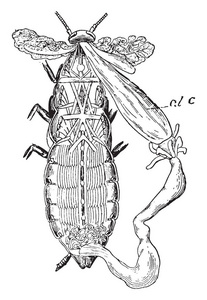 蟑螂是昆虫的秩序 Blattodea, 复古线条画或雕刻插图