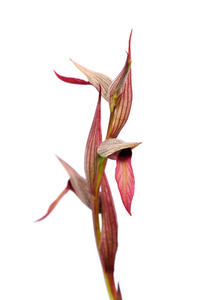 舌头兰花分离Serapias strictiflora
