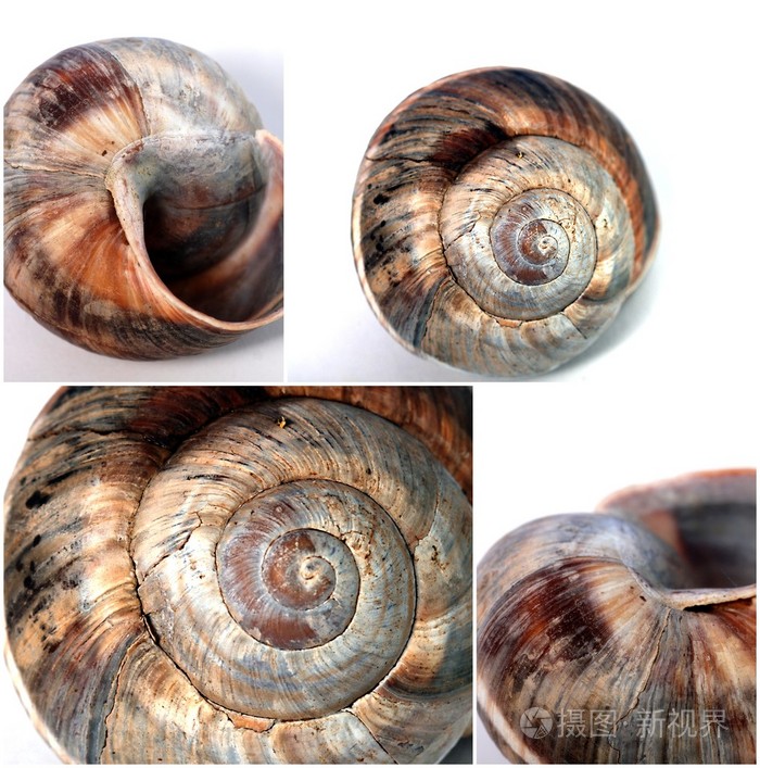 蜗牛壳内部图片图片