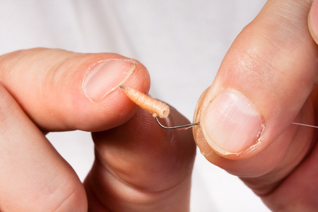 幼虫的爱好图片