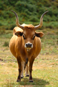 葡萄牙山长角牛