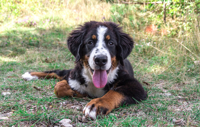 bernese山狗小狗