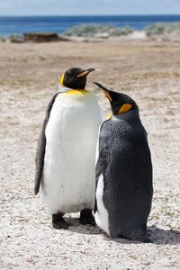 王企鹅，福克兰群岛