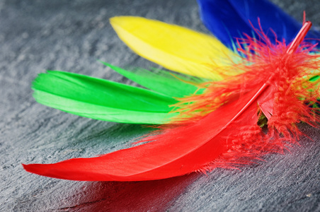 彩虹色的羽毛图片