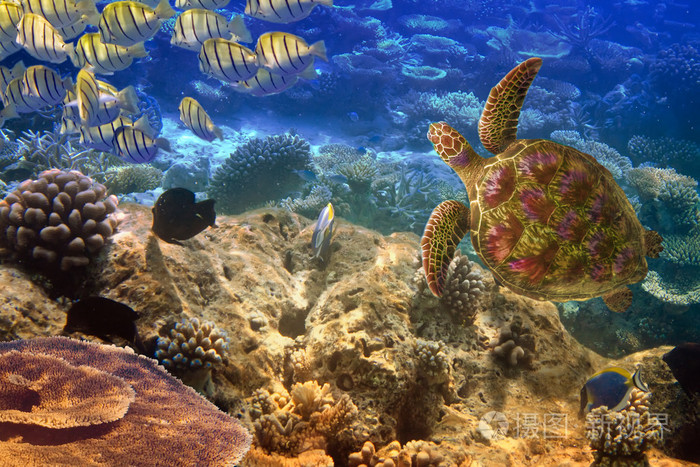 印度洋。水下世界龟和鱼