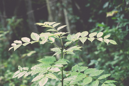 绿色森林中的树木, 苔藓和秋天的颜色复古, vinta