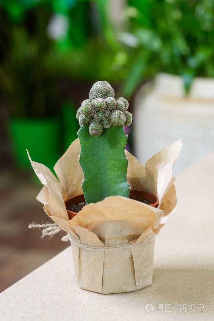 花卉店迷你仙人掌