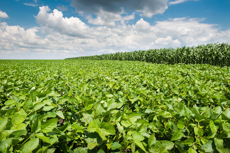 阳光豆田图片-阳光豆田素材-阳光豆田插画-摄图新视界