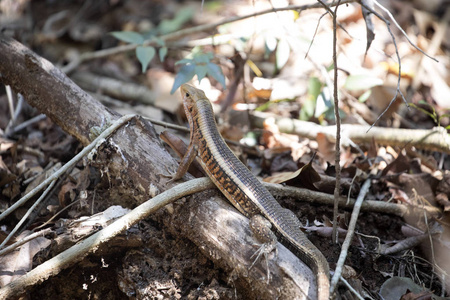 原产于马达加斯加马达加斯加地平线蜥蜴, zonosaurus 猴原产于生活在