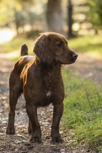 英国苏格兰郊外的淡褐色猎犬犬图片