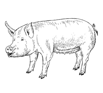 猪手绘图照片