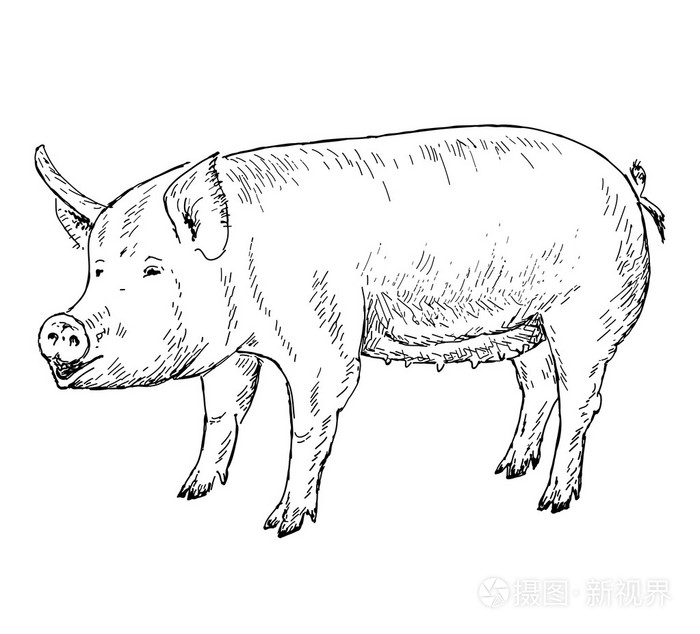 猪手绘图