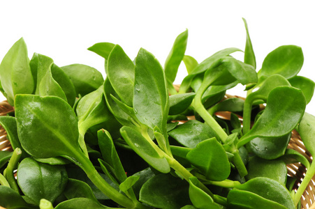 苦涩国王的苦涩药草也称为穿心莲照片