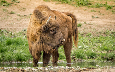 欧洲野牛，也称为 wisent 或欧洲木材野牛