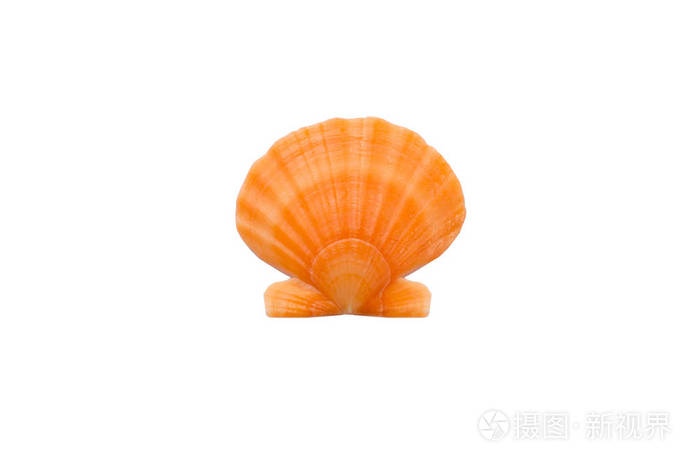 海洋生物: 淡黄色橙色圆形珍珠贝壳特写白色背景