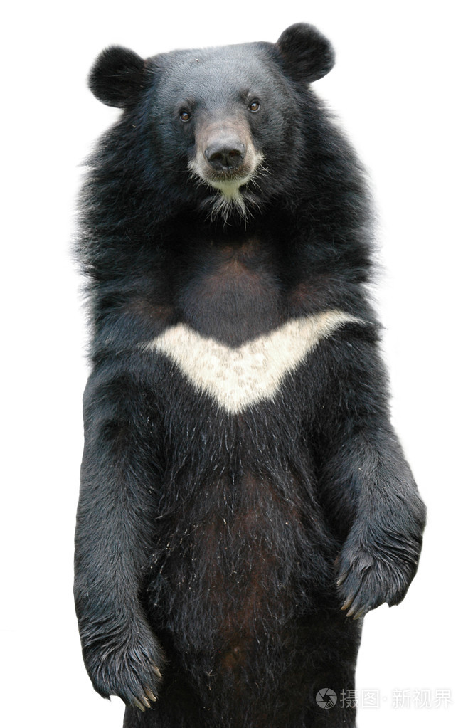 亚洲黑熊