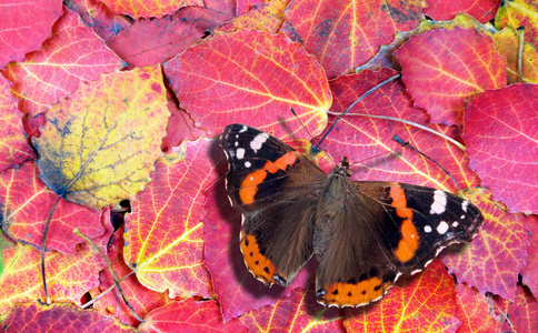 红司令蝴蝶蝴蝶在明媚的秋叶上。鲜红的落叶纹理背景。顶部视图