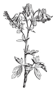 图片显示耧斗菜.