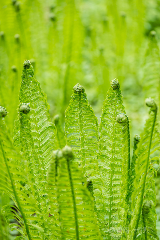 蕨类代表植物图片