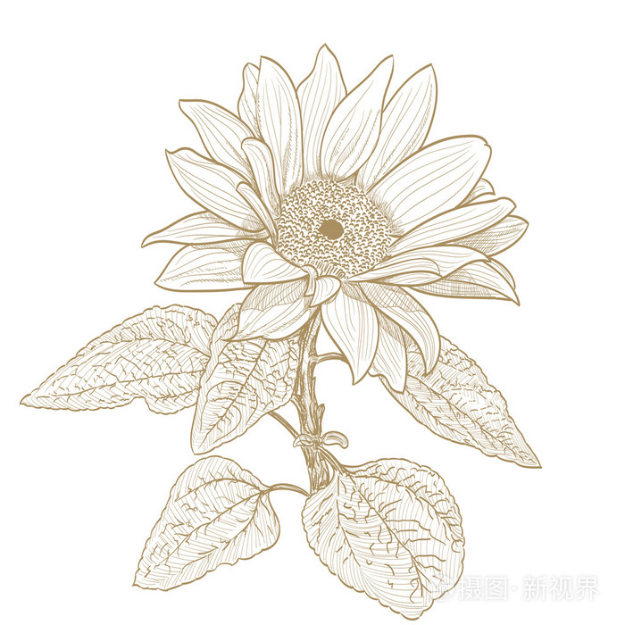 向日葵的单色画上白色