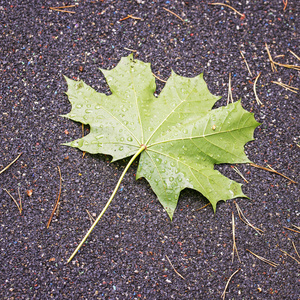 雨后公园小径上的绿叶枫叶