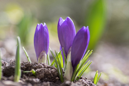 番红花 vernus, 紫紫色观赏春天的花朵在阳光下