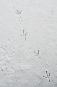 鸭脚指纹的雪和冰会对角线