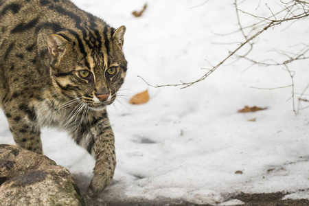 钓鱼猫走在雪地上图片