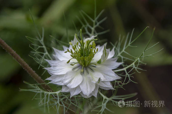 黑种蔷薇初夏开花植物小绿灌木 观赏花园花照片 正版商用图片0bjzr1 摄图新视界 黑种蔷薇初夏开花植物小绿灌木 观赏花园花照片 正版商用图片0bjzr1 摄图新视界