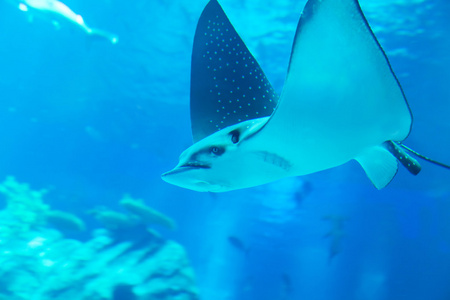 射线在水族馆里游泳