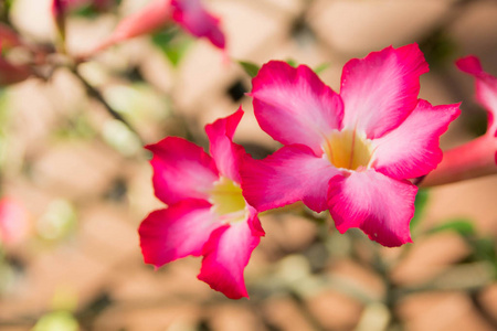沙漠玫瑰蔷薇沙漠的一般特征。小李子。叶子表面光滑绿色。花在花小号花瓣与花瓣的5花瓣粉红色花瓣底