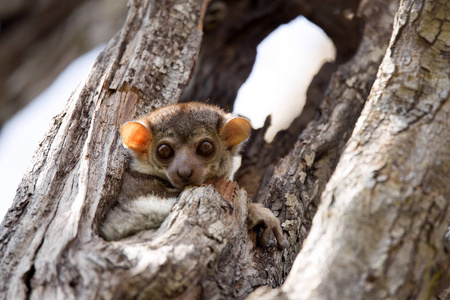 Ankaran 体育狐猴, Lepilemur ankaranensis, 罕见的地方性狐猴是夜间, 在保护区黥基 Ankara