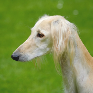 在绿草如茵的草坪上波斯猎犬狗的肖像照片