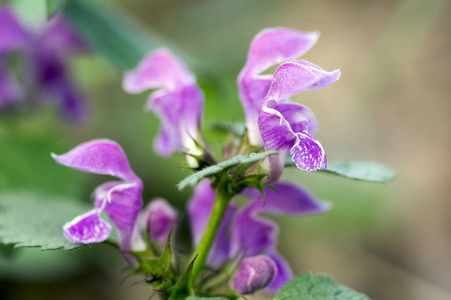 Lamium 象野生植物在森林, 代表紫色开花野生植物