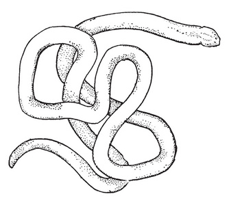 画虫线虫是一种无脊椎动物, 也被称为带状蠕虫或长鼻虫,复古线条画或