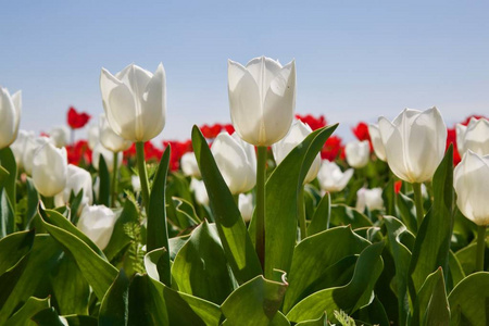 郁金香花。美丽的郁金香花束。五颜六色的郁金香。春天的郁金香在花园里。顶部视图