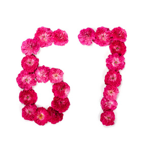 数字67从红色和粉红色的玫瑰在白色背景的花。用于设计的排版元素。花数字, 日期, 隔绝, 分离
